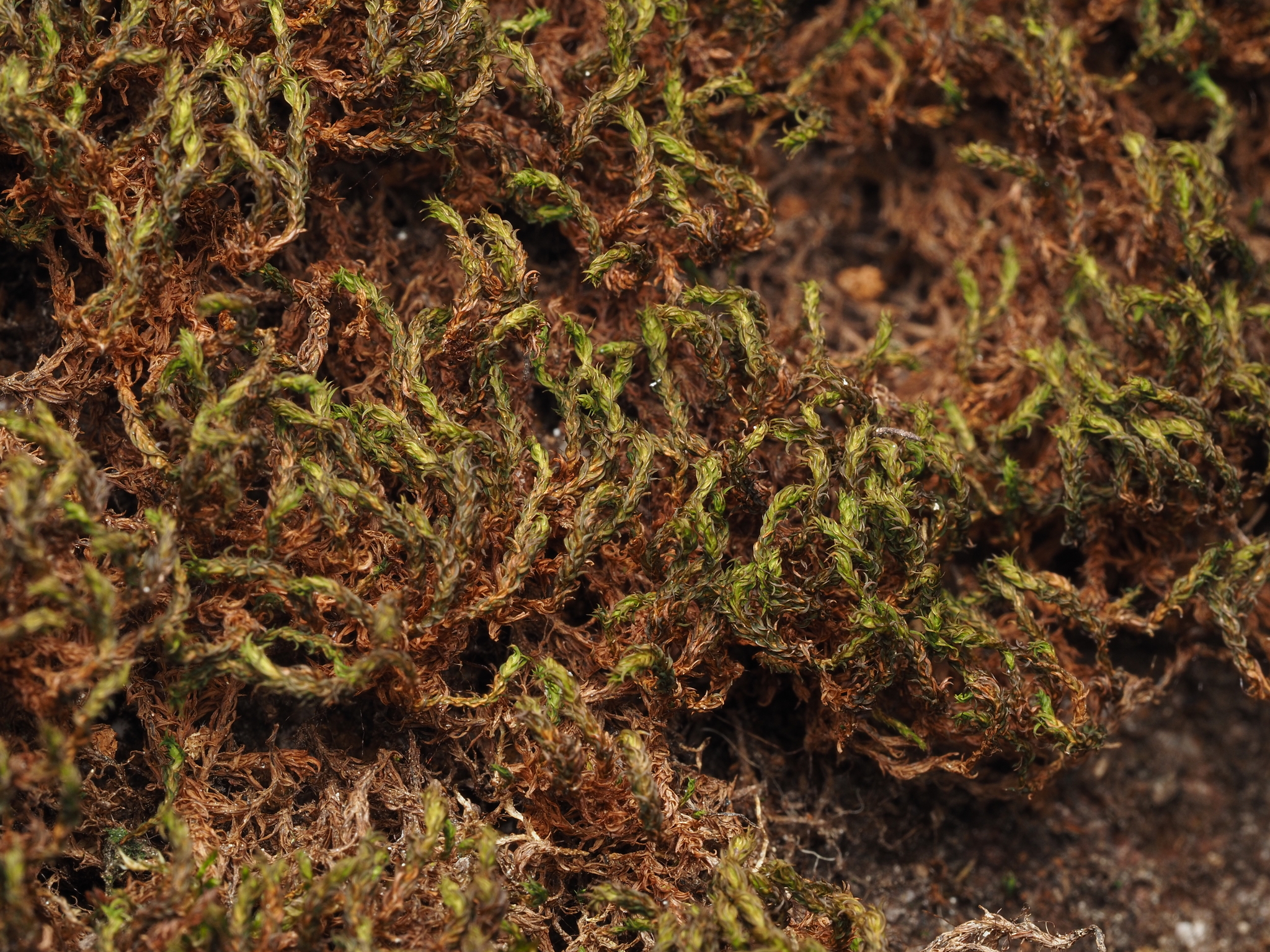 Rhexophyllum