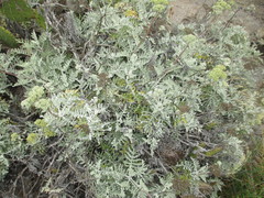 Constancea nevinii