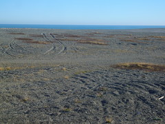 Muehlenbeckia ephedroides