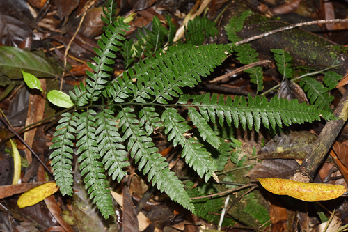 Arachniodes hekiana iNat (1)