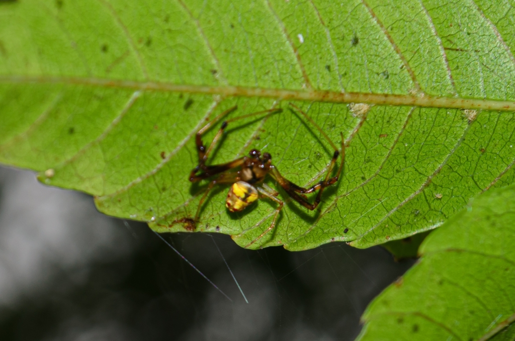 orb weavers