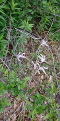 Anisacanthus