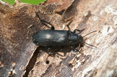 Melandrya caraboides