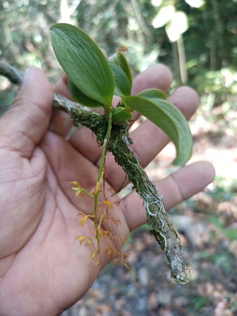 Notylia orbicularis