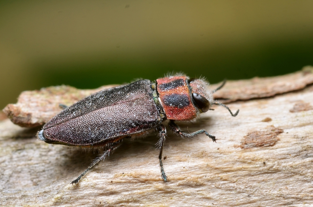 Anthaxia manca