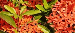Ixora coccinea