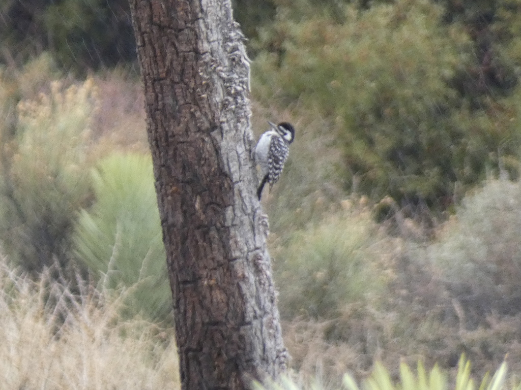 Cactus Woodpecker