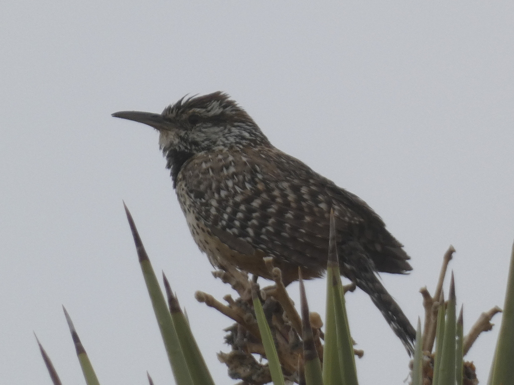San Diego cactus wren