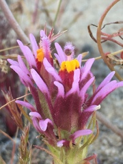 Castilleja exserta venusta