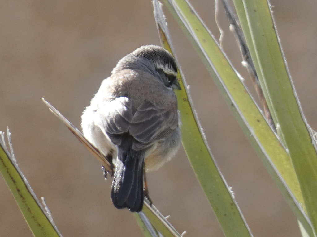 Desert Black-throated Sparrow