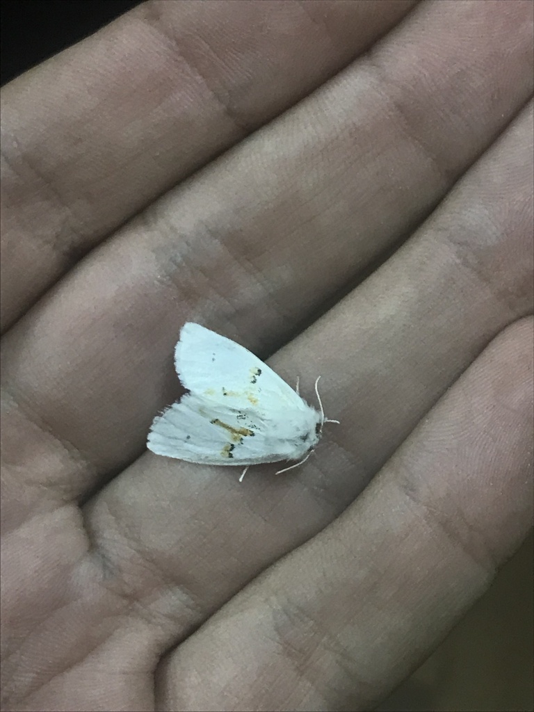 White Prominent