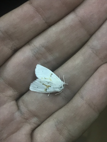 White Prominent