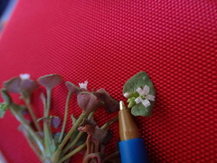 Claytonia rubra