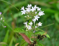 Pentas
