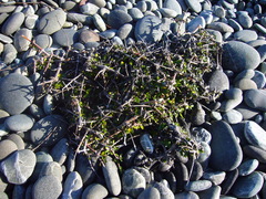 Coprosma propinqua propinqua