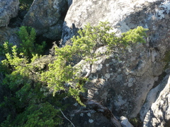 Cliffortia tridentata