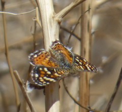 Phyciodes picta