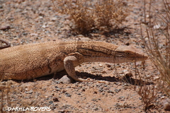 Varanus griseus griseus