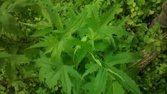 Ripariosida hermaphrodita