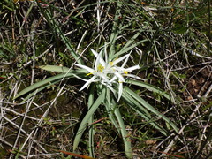 Leucocrinum montanum