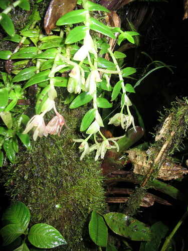 Epidendrum portillae Hágsater & Dodson