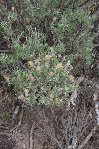 Image of Tetradymia filifolia by (c) Eric Knight, some rights reserved (CC BY)