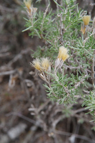 Image of Tetradymia filifolia by (c) Eric Knight, some rights reserved (CC BY)