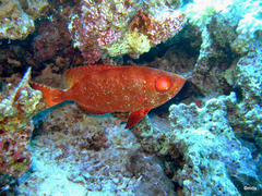 Priacanthus