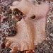 Chondracanthus corymbiferus - Photo (c) Donna Pomeroy,  זכויות יוצרים חלקיות (CC BY-NC), הועלה על ידי Donna Pomeroy