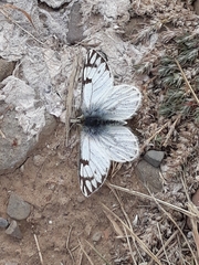 Phulia nymphula
