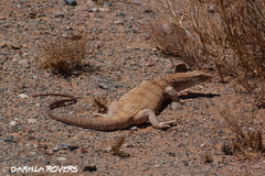 Varanus griseus griseus