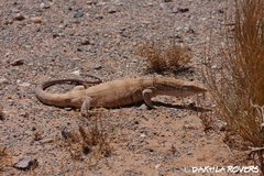 Varanus griseus griseus