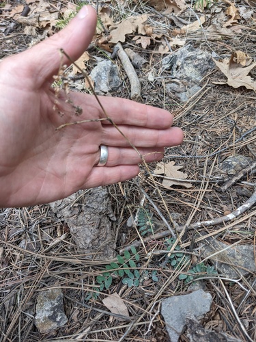 Tall Milkvetch (Astragalus altus)