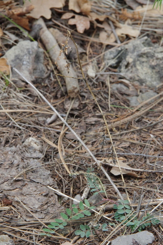 Image of Astragalus altus by (c) Eric Knight, some rights reserved (CC BY)