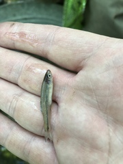 Lythrurus umbratilis