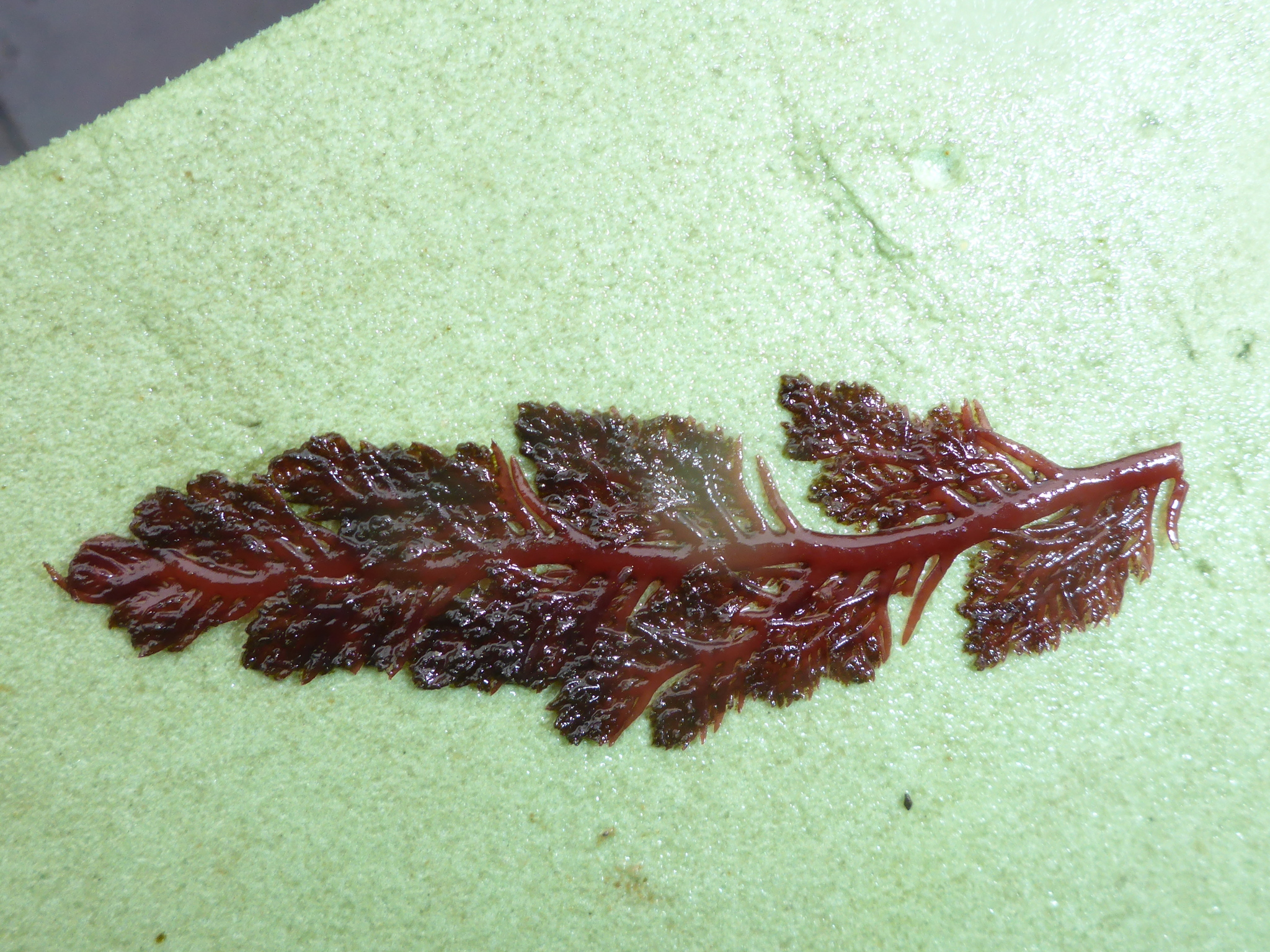 Plocamium oregonum