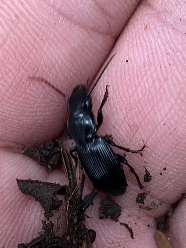 Pterostichus rostratus photo 5