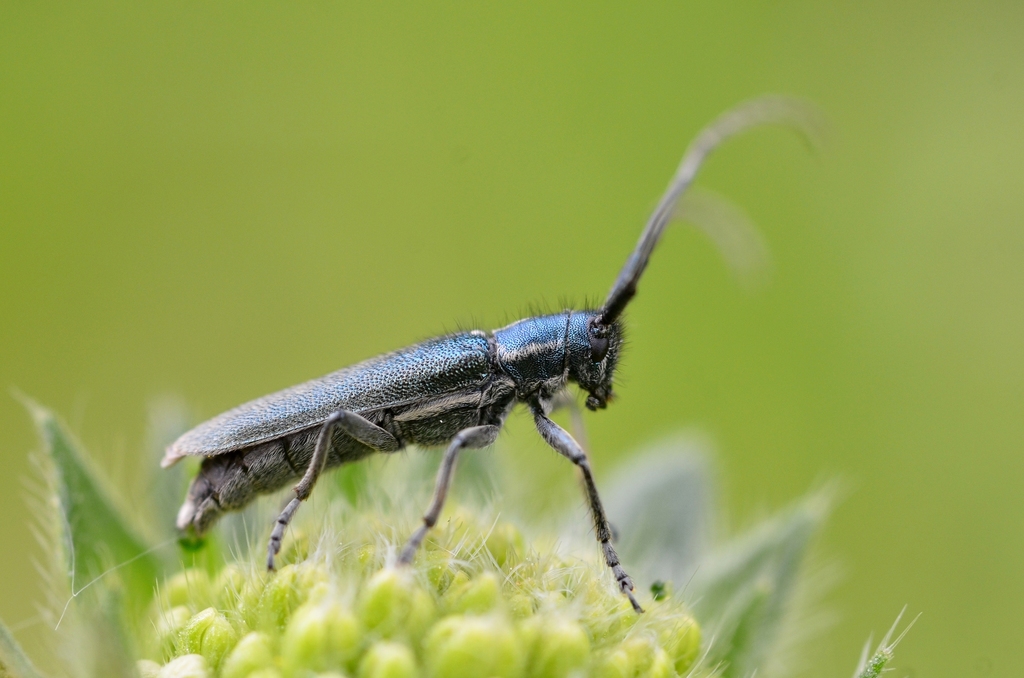 Agapanthia intermedia