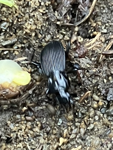 Pterostichus lachrymosus photo 3