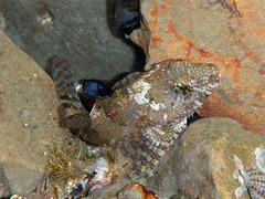 Woolly Sculpin photo 3