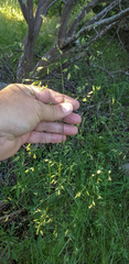 Festuca versuta