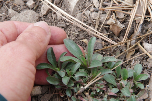 Image of Penstemon neomexicanus by (c) Eric Knight, some rights reserved (CC BY)