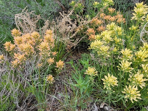 Image of Castilleja angustifolia by (c) Colin J Pryor, some rights reserved (CC BY)