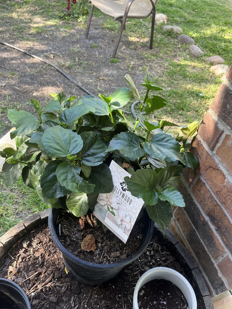 Chinese hibiscus from Trantella Ct, Corpus Christi, TX, US on April 2 ...