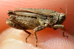 Tetrix tenuicornis