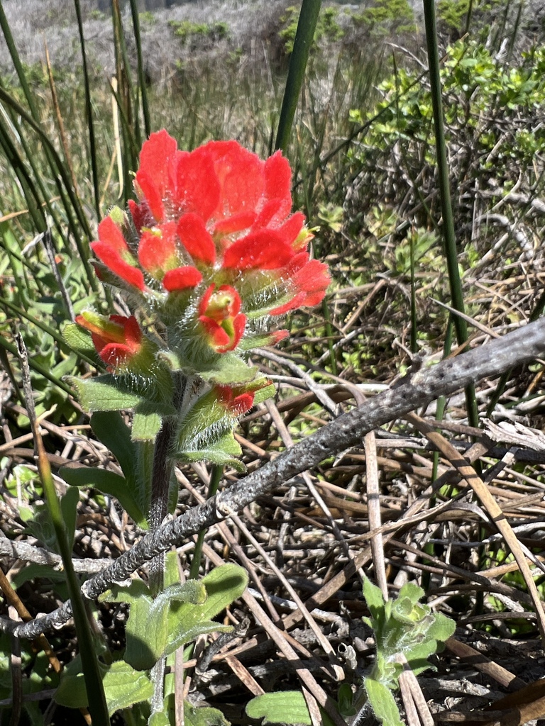 Mendocino Coast paintbrush in March 2024 by Amy Ruegg · iNaturalist