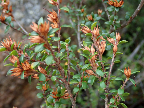 Epacris graniticola