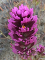 Castilleja exserta venusta