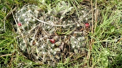 Escobaria missouriensis missouriensis