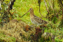 Noble Snipe photo 2